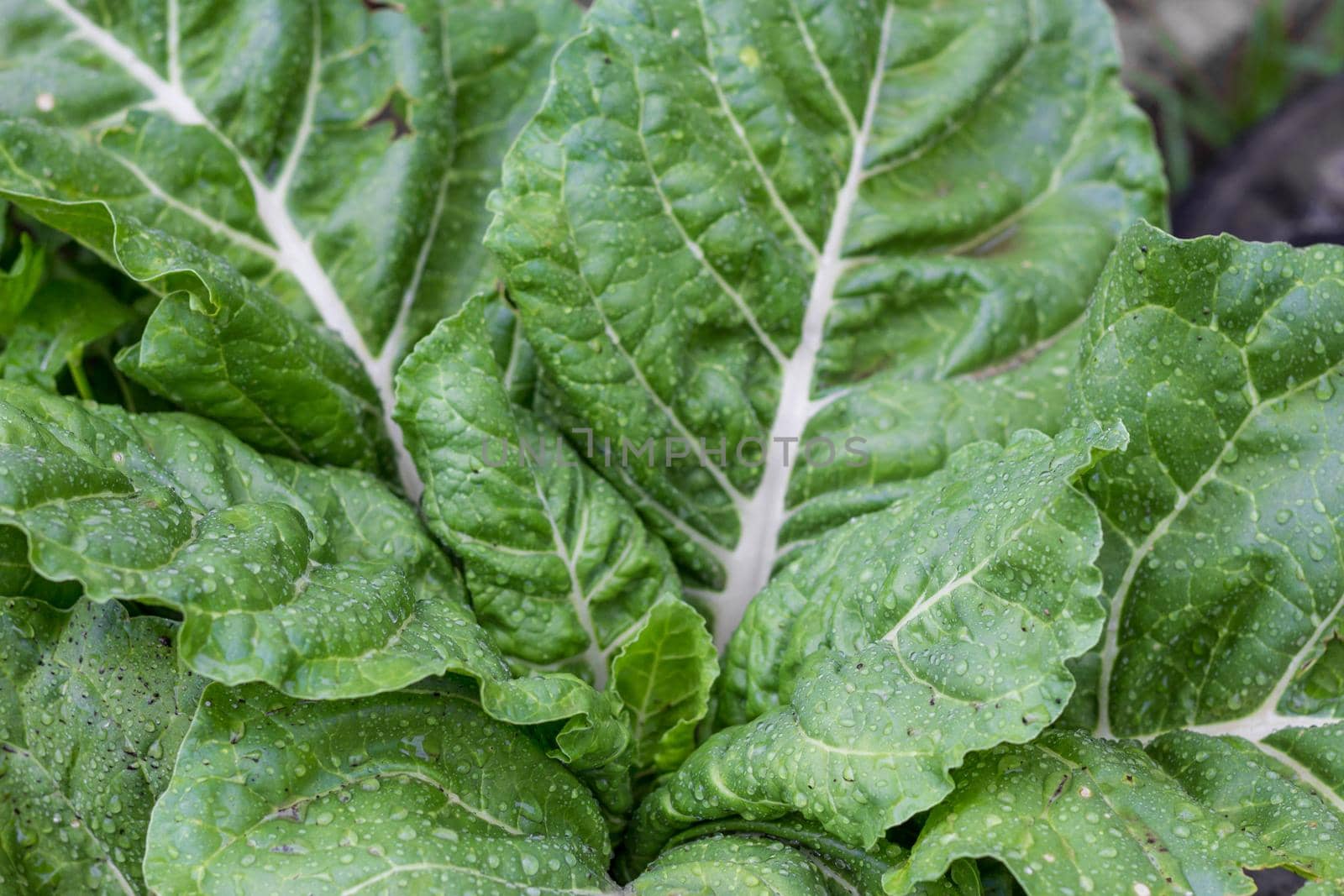 chard leaves wet with raindrops in the organic garden in the spring