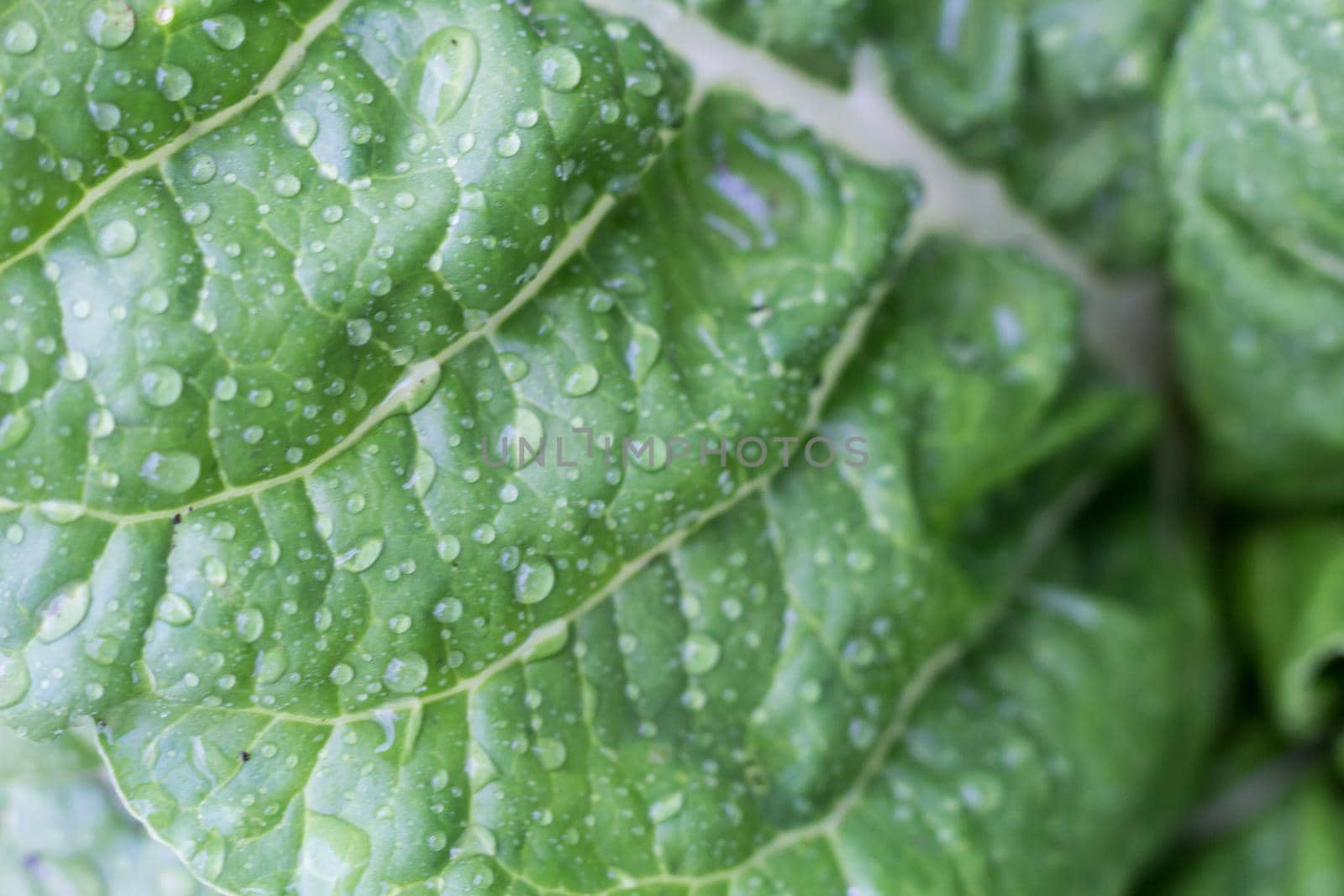 chard leaves wet with raindrops in the organic garden in the spring by GabrielaBertolini