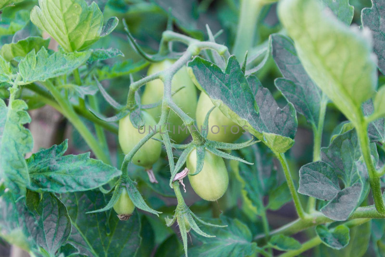 plantation in the family organic tomato pear orchard