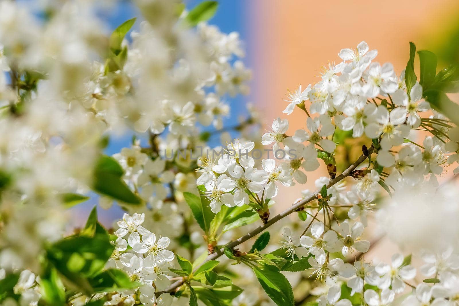 Blossoming cherry branch against the sky, nature revival in spring by galinasharapova