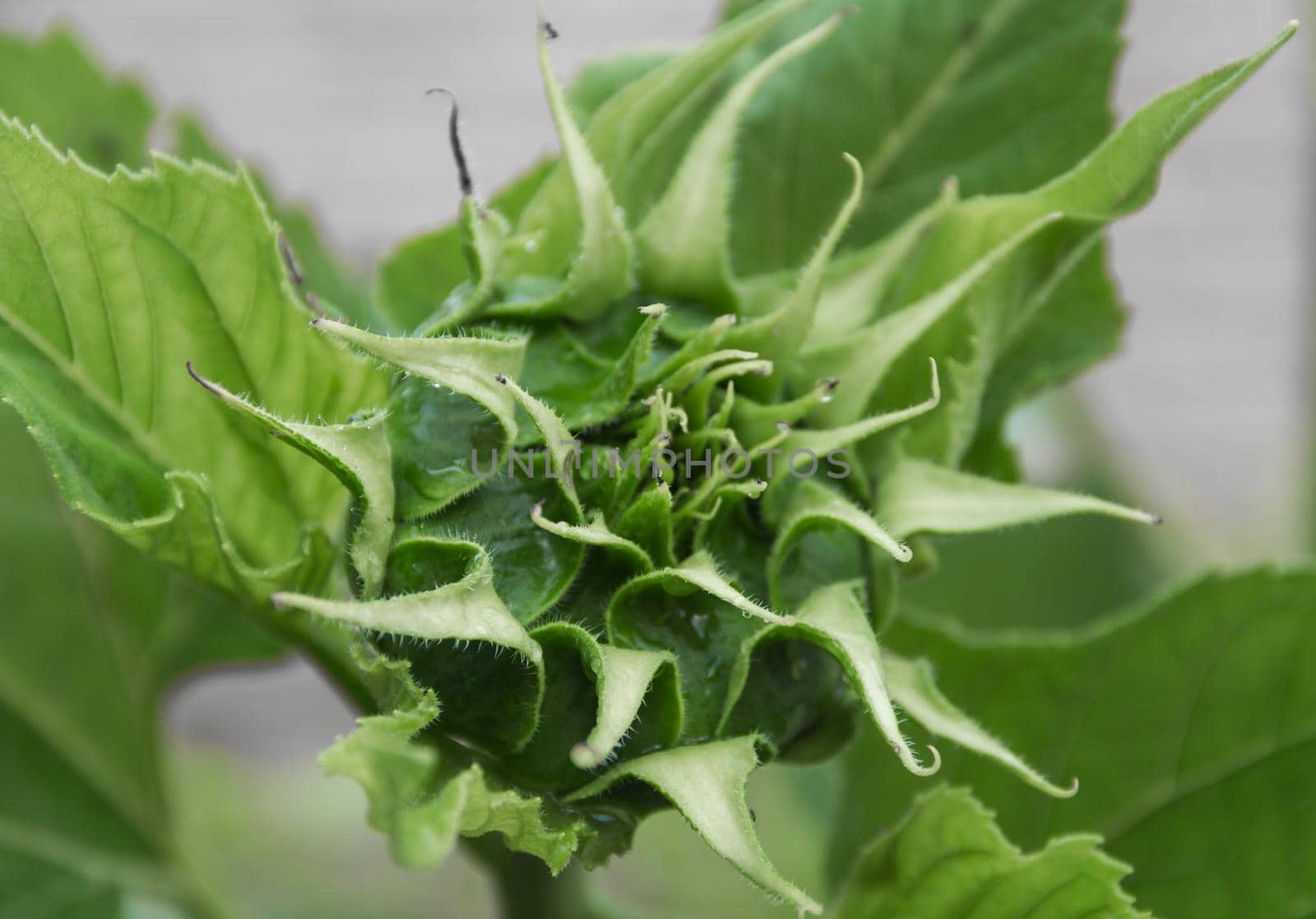 small green sunflower flowers yet to bloom