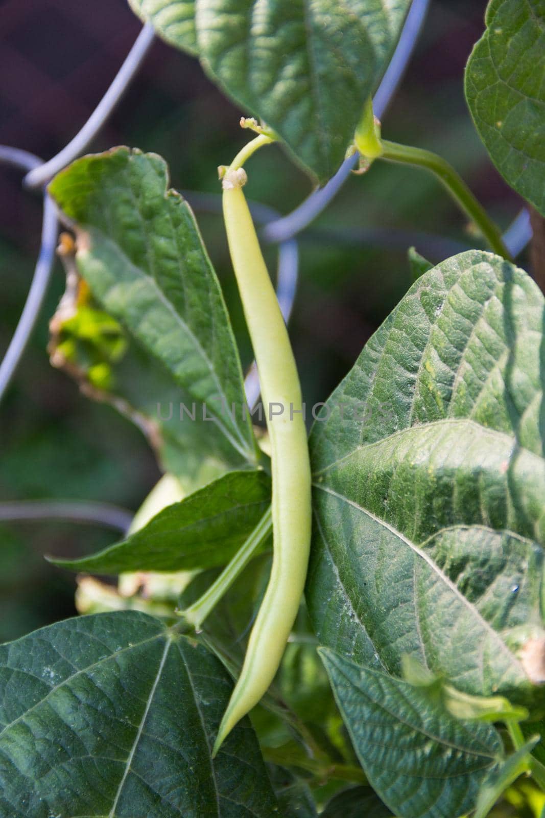 green beans in the organic garden plant
