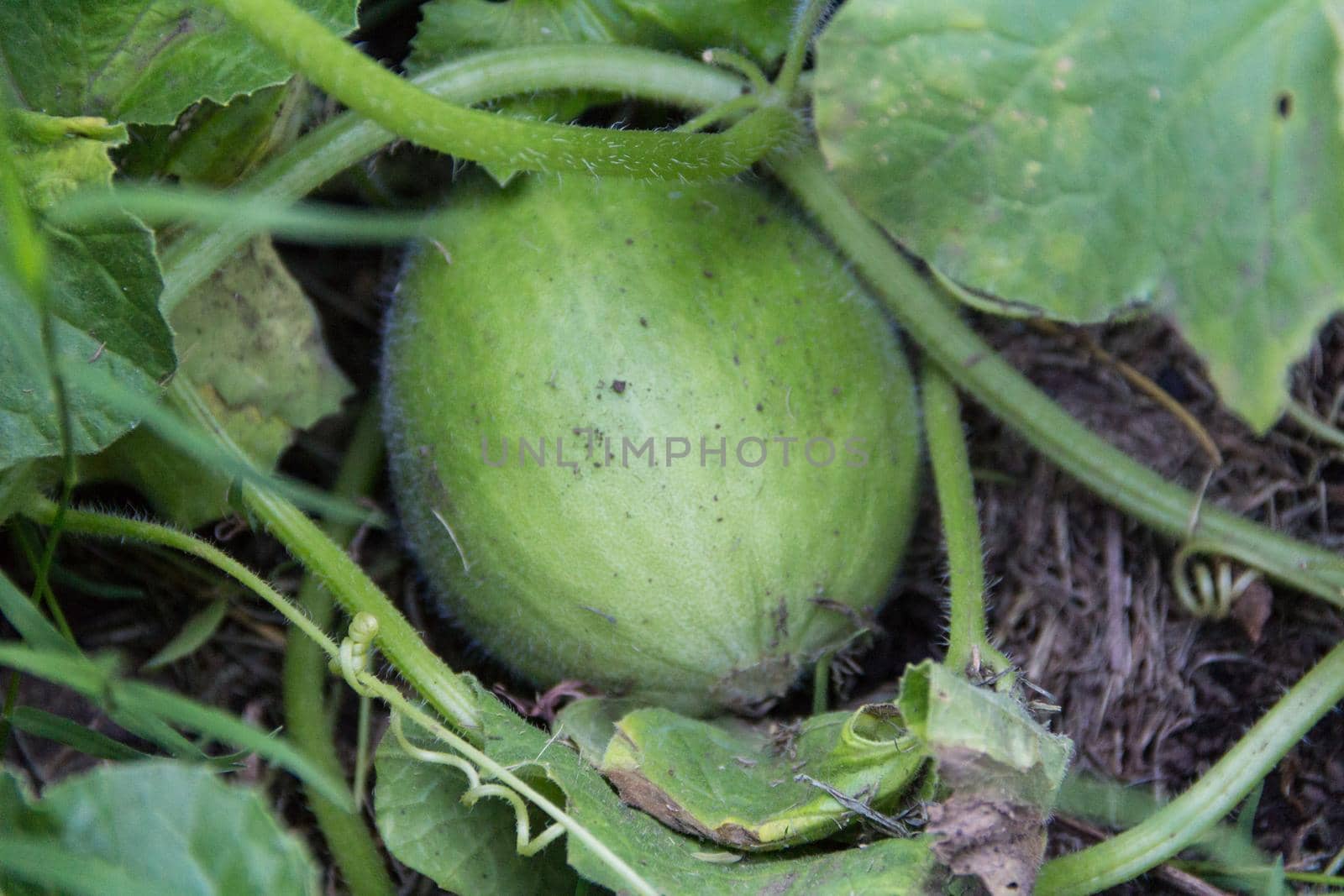 plantation of green melons in the organic garden