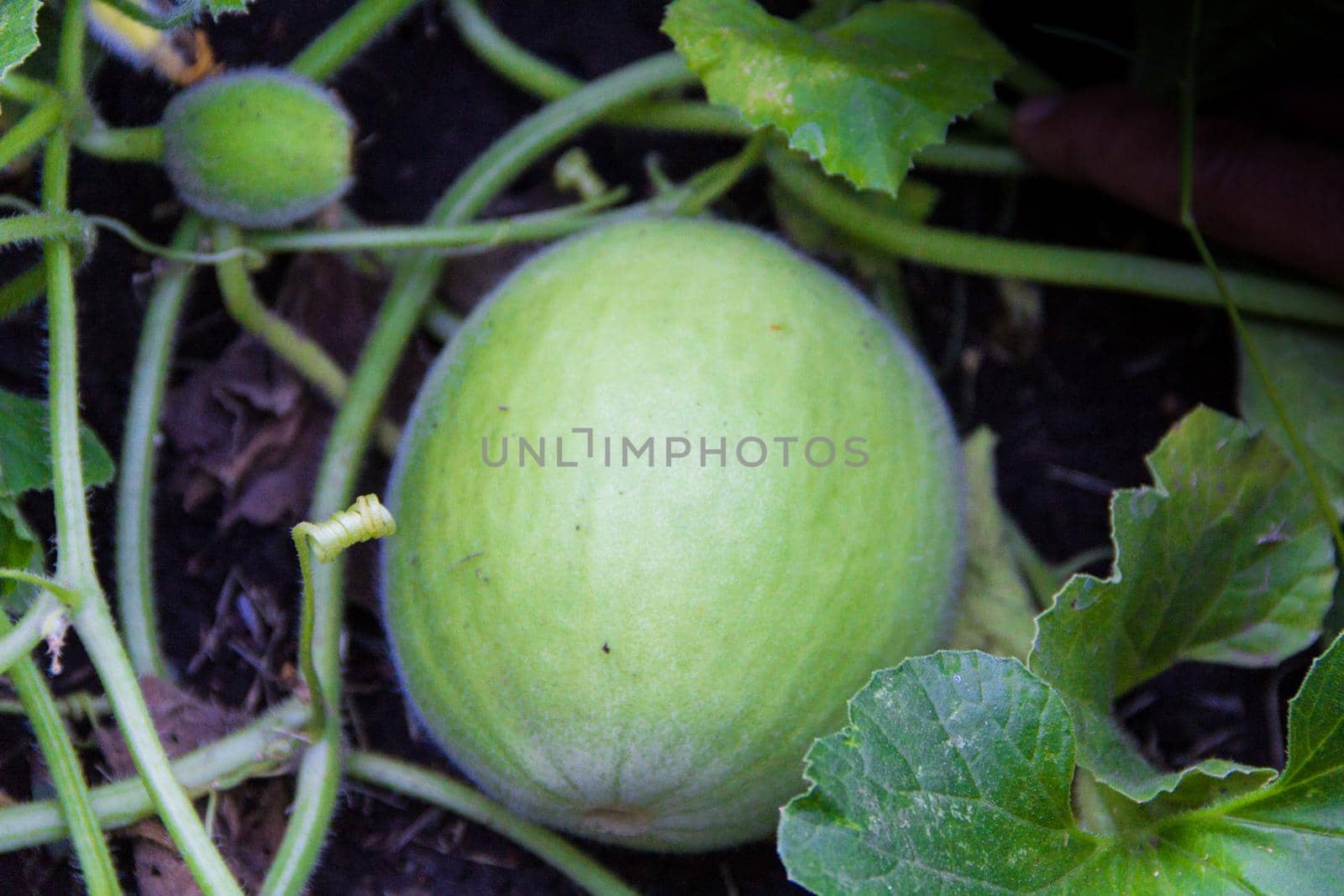 plantation of green melons in the organic garden