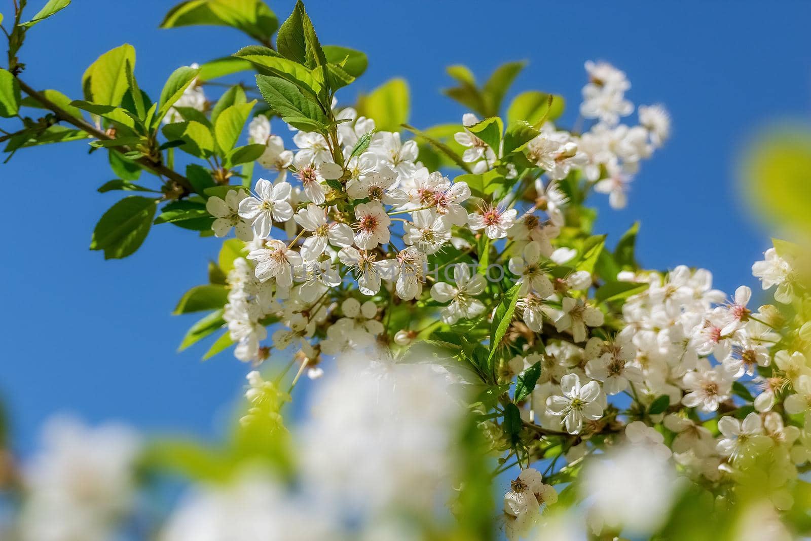Blossoming cherry branch against the sky, nature revival in spring. Sharp foreground, selective focus, blurred background