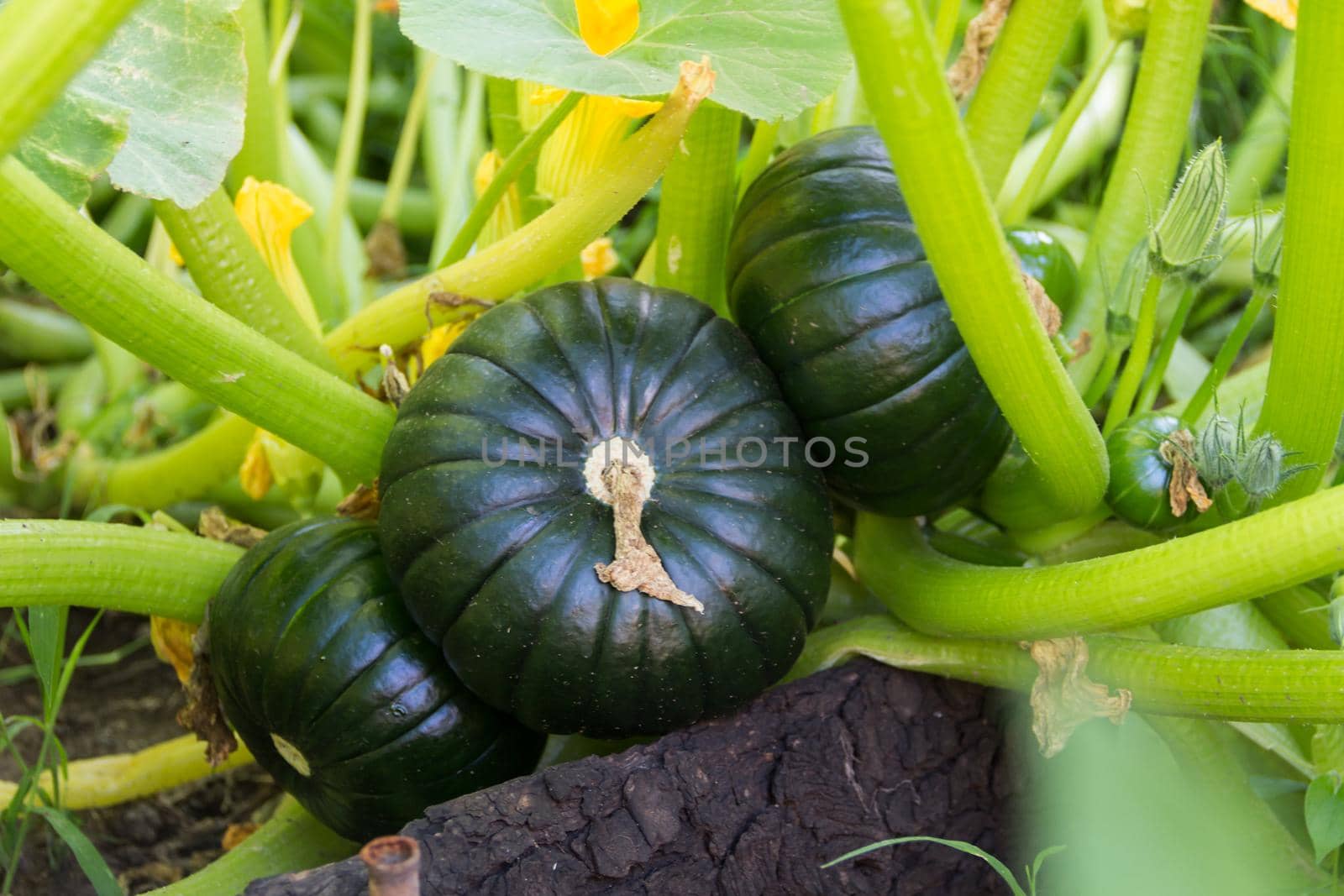 round green zucchini in the organic garden plant