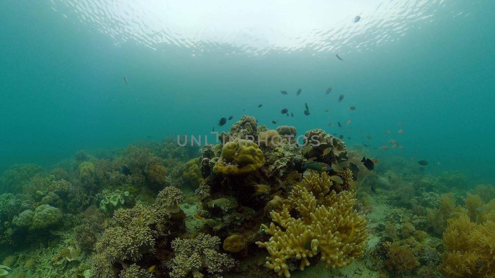 Colourful tropical coral reef. Tropical coral reef. Underwater fishes and corals. Philippines.