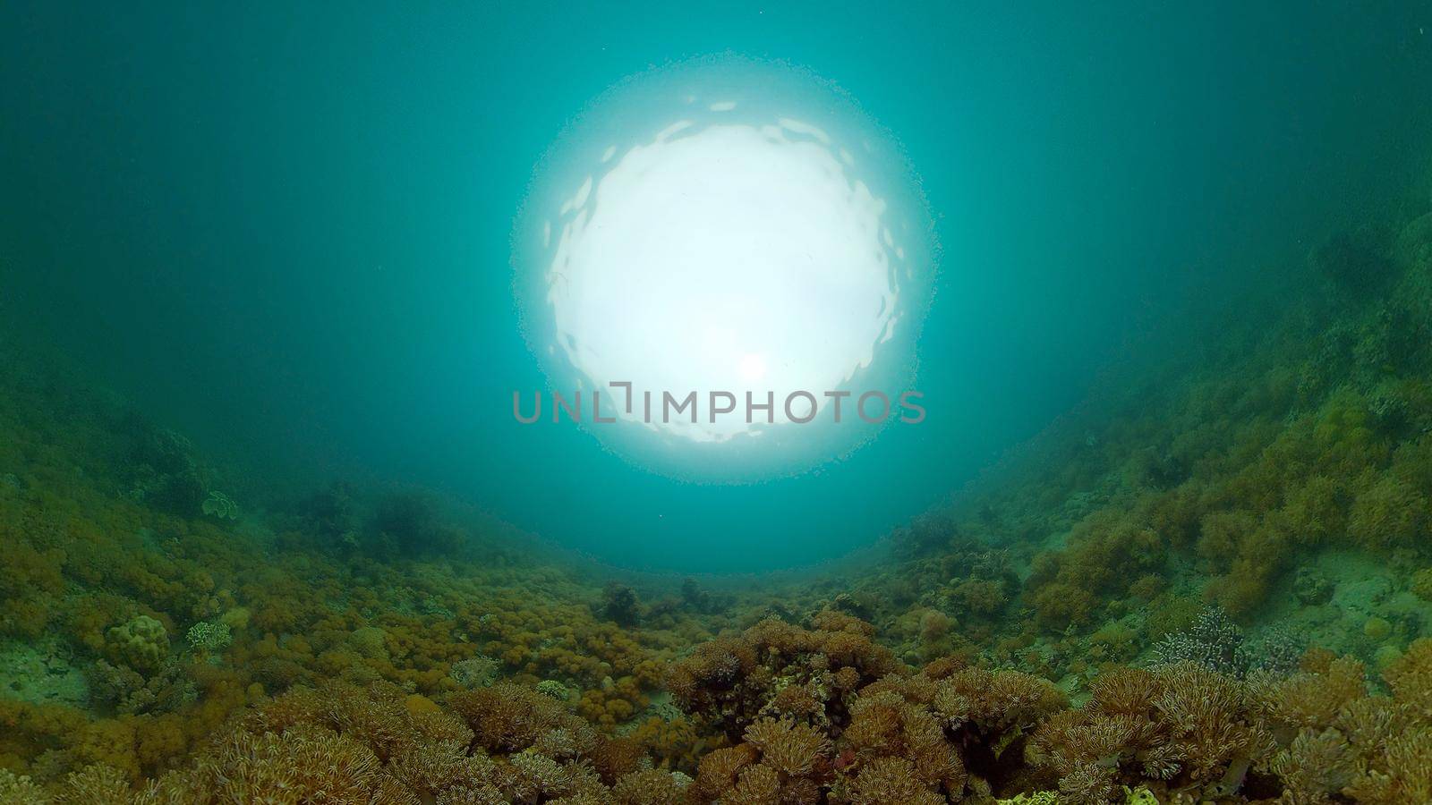 Tropical sea and coral reef. Underwater Fish and Coral Garden. Underwater sea fish. Tropical reef marine. Colourful underwater seascape. Philippines.