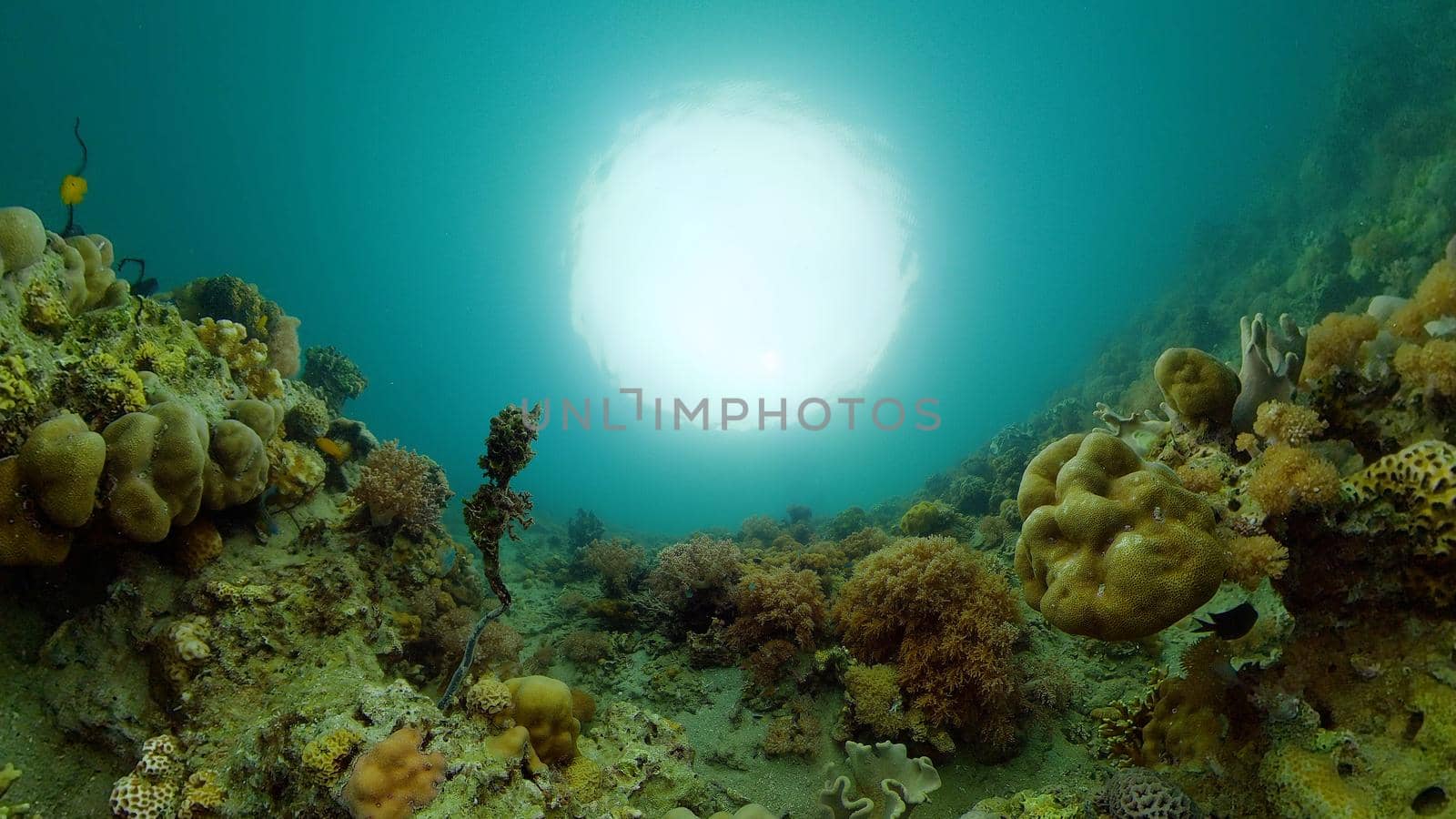 Underwater fish garden reef. Reef coral scene. Seascape under water. Philippines.