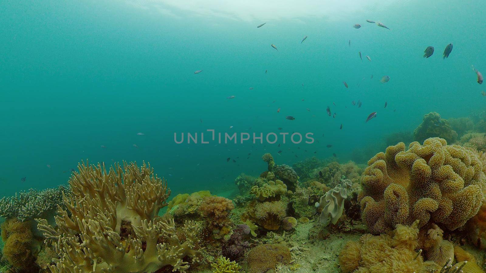 Coral reef and tropical fishes. The underwater world of the Philippines.