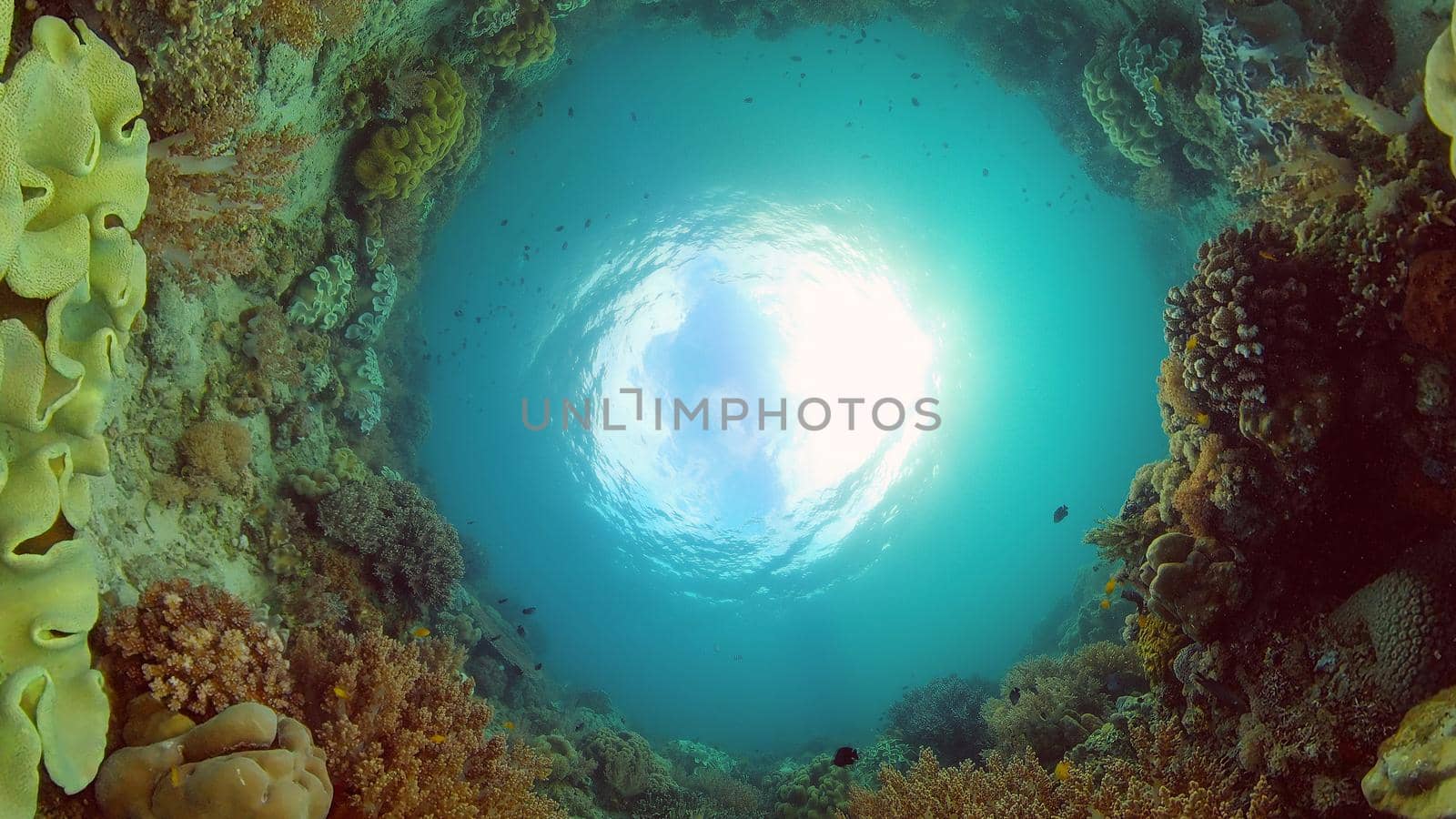 Scene reef. Marine life sea world. Underwater fish reef marine. Philippines.