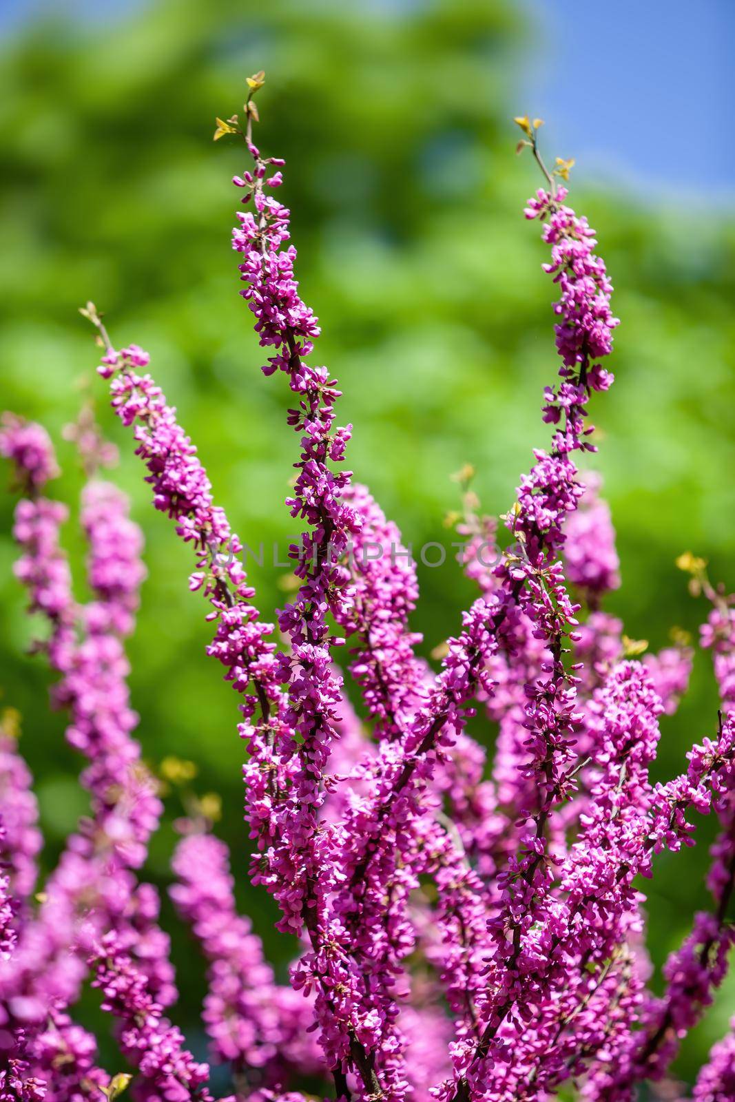Pink judas tree. Flowers on the redbud branch. Tree branches with pink flowers with the blue clear sky in the background