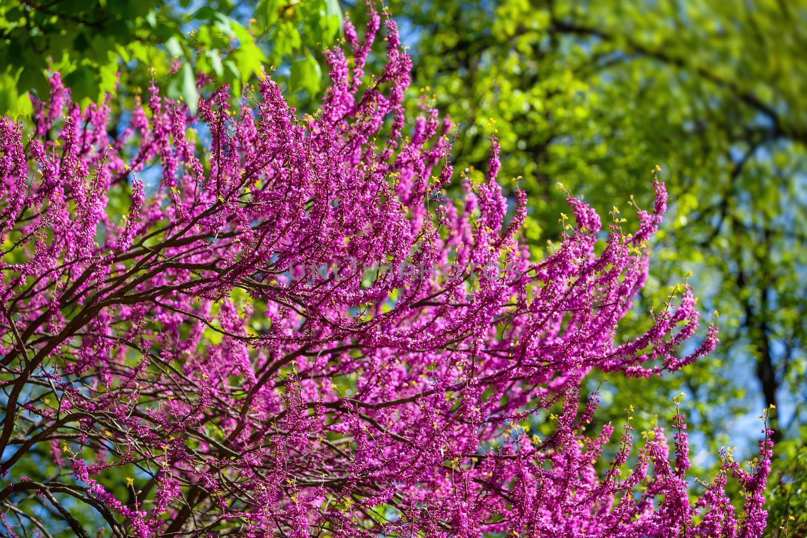 Pink judas tree. Flowers on the redbud branch. Tree branches with pink flowers with the blue clear sky in the background