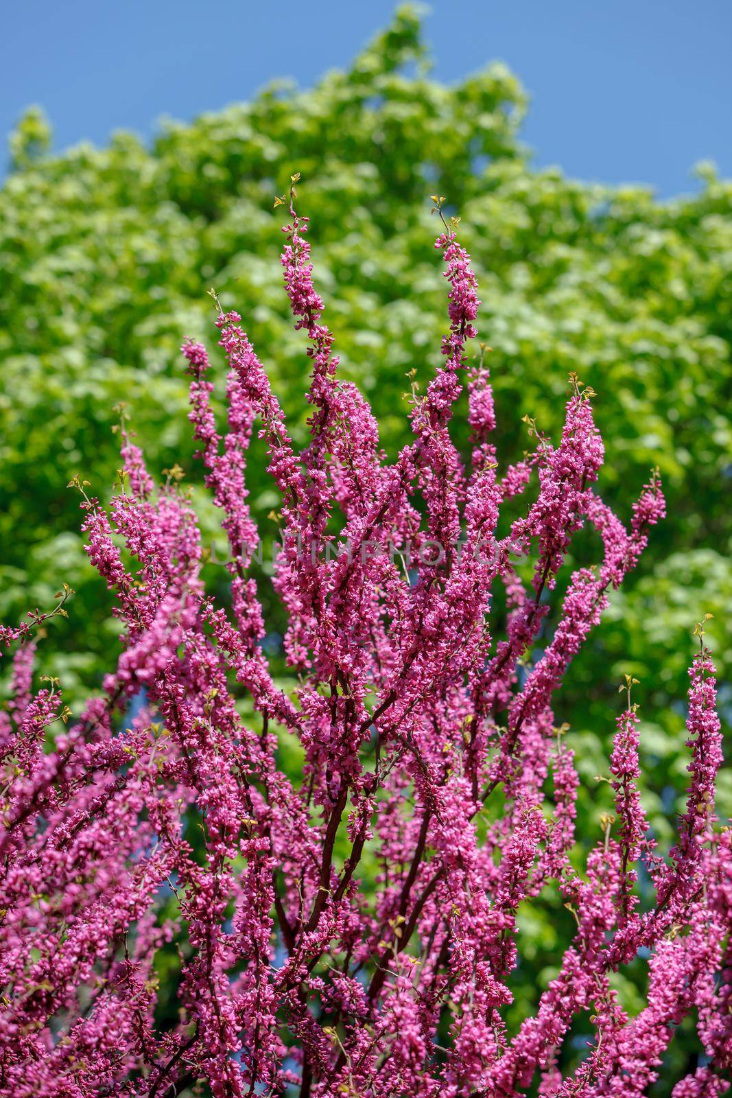 Pink judas tree. Flowers on the redbud branch. Tree branches with pink flowers with the blue clear sky in the background