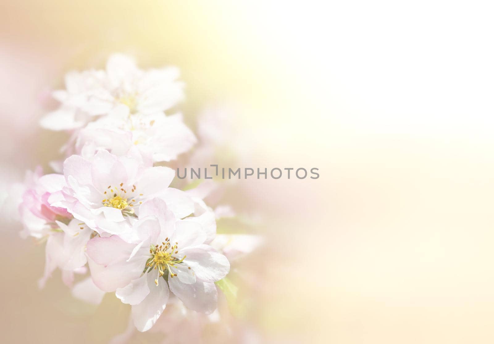 Spring Blossom border. Soft focus image with copy space