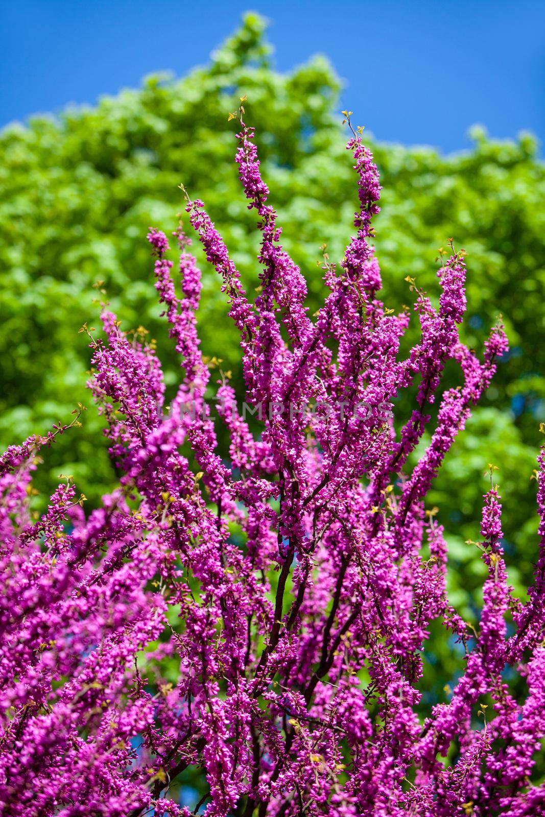 Pink judas tree. Flowers on the redbud branch. Tree branches with pink flowers with the blue clear sky in the background
