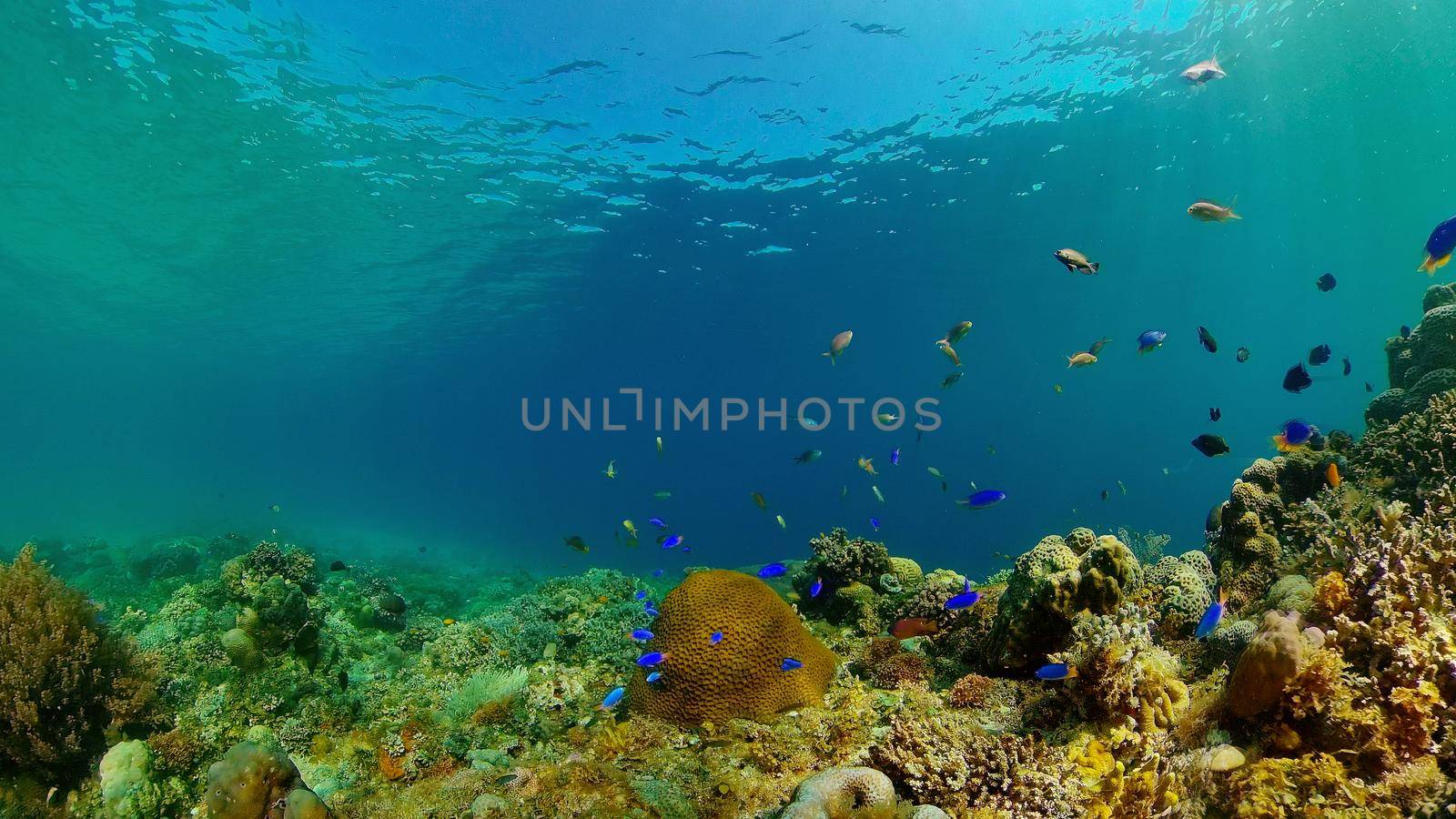 Tropical Fish Corals Marine Reef. Underwater Sea Tropical Life. Tropical underwater sea fishes. Underwater fish reef marine. Tropical colorful underwater seascape. Philippines.