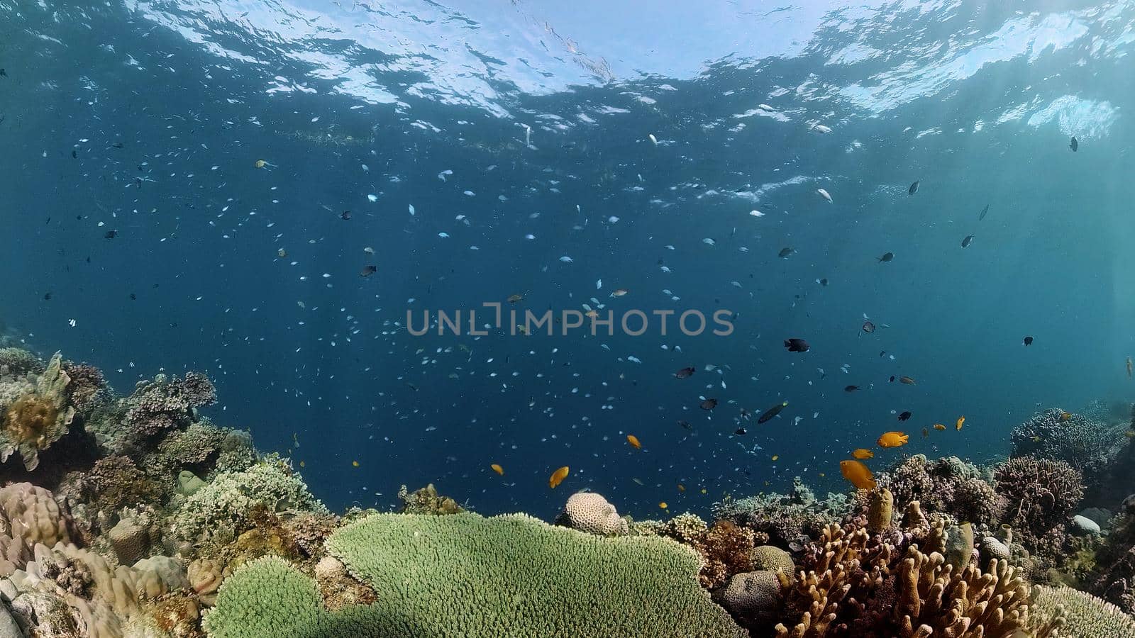 Tropical Blue Water Colorful Fishes. Tropical underwater sea fish. Philippines.