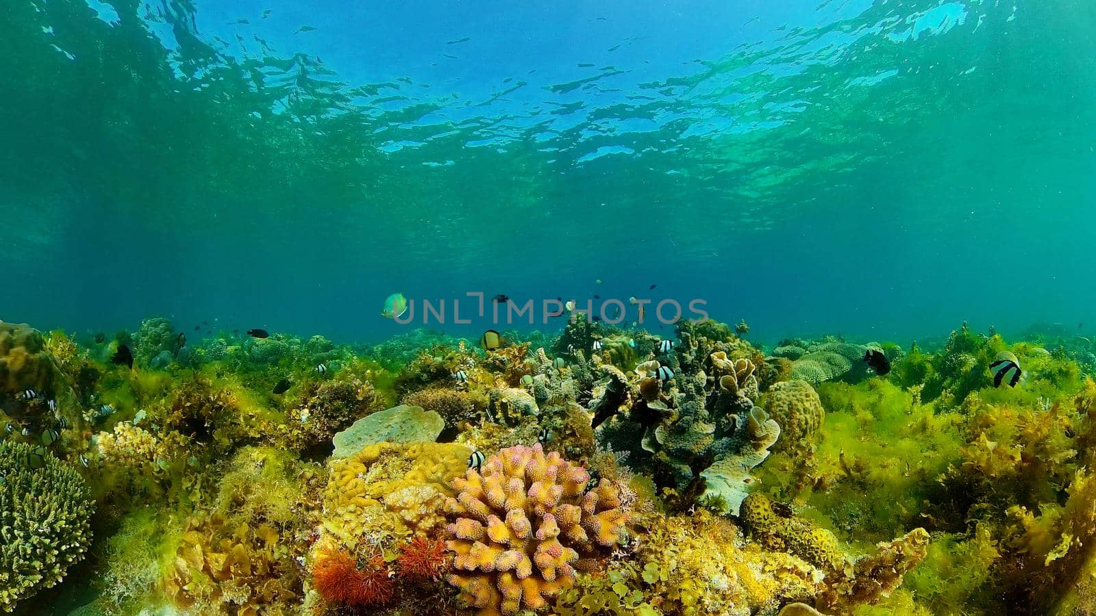 Coral garden seascape and underwater world. Colorful tropical coral reefs. Life coral reef. Philippines.