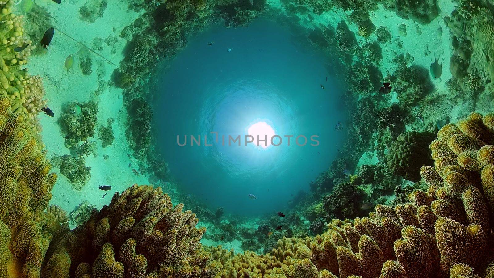 Reef underwater tropical coral garden. Underwater sea fish. Philippines.
