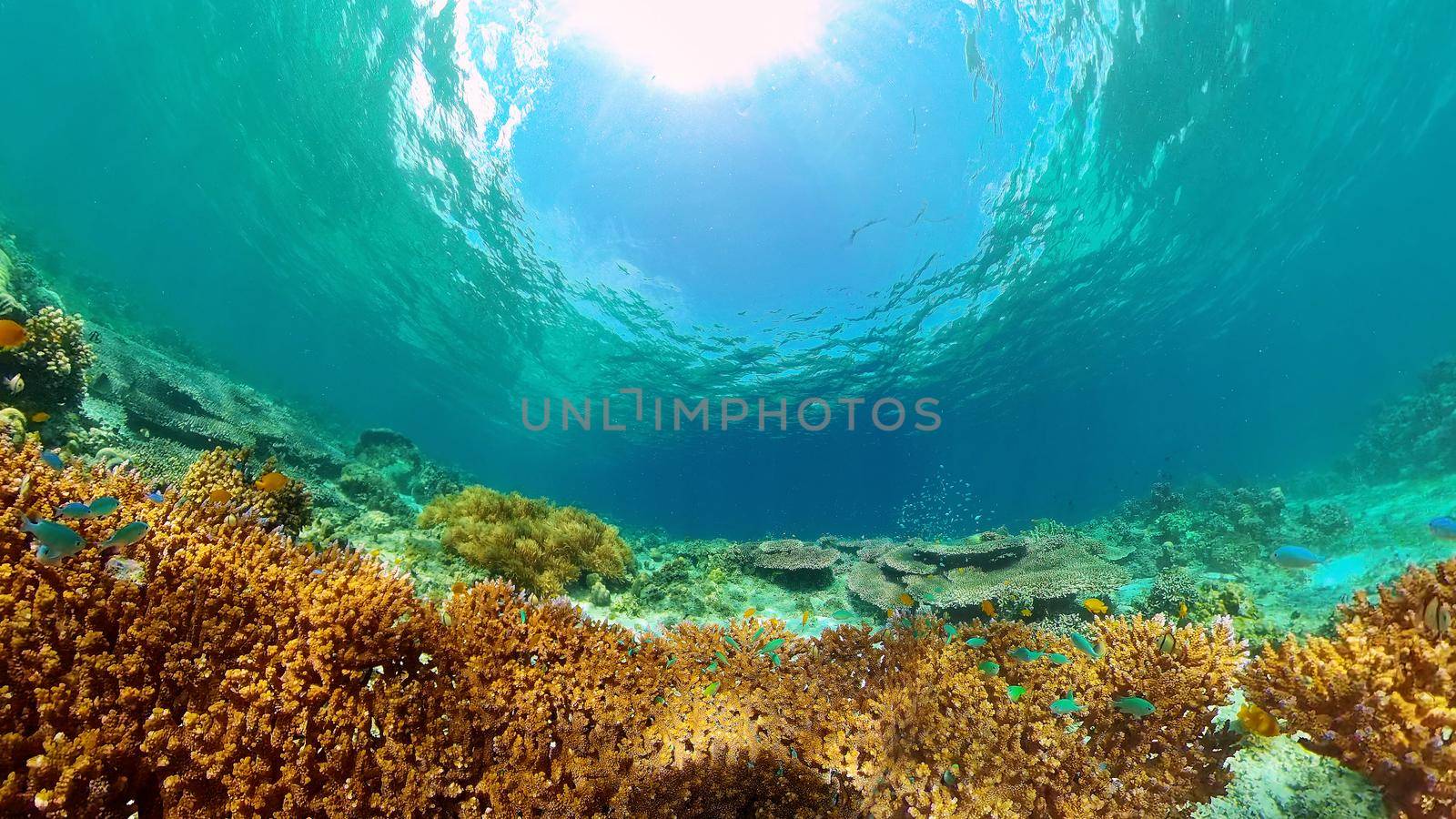 Underwater scene coral reef. Hard and soft corals, underwater landscape. Travel vacation concept. Philippines.