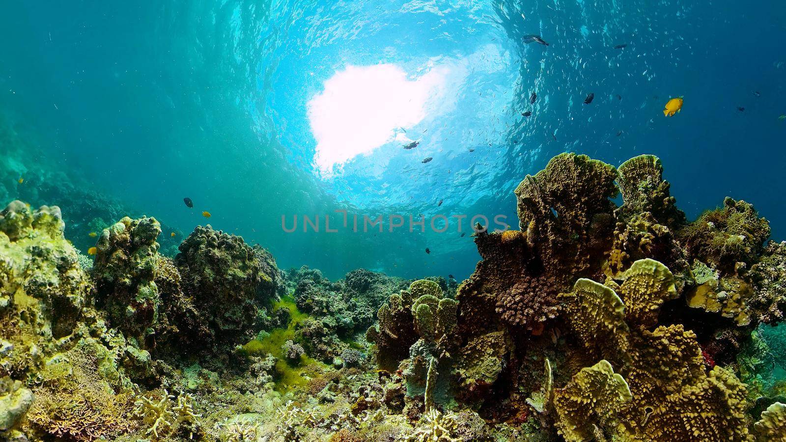 Tropical Underwater Colorful Reef. Tropical underwater sea fish. Philippines.