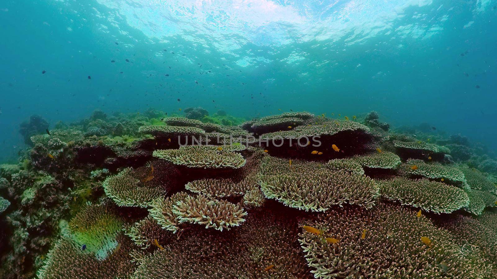 Tropical fishes and coral reef underwater. Hard and soft corals, underwater landscape.