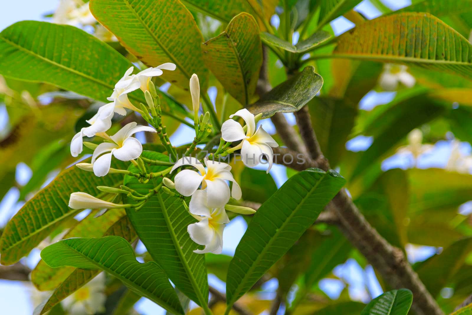 Blooming, delicate white flowers bloom in spring, branches with green leaves. Close-up