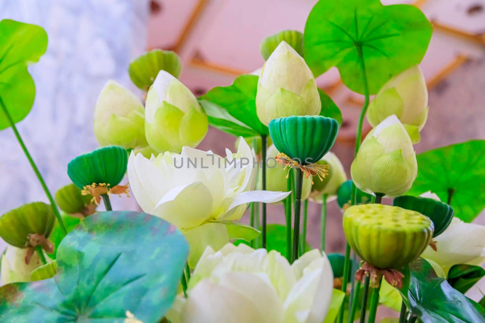 Blooming, exotic, delicate, white flowers bloom in spring, branches with green leaves. Close-up