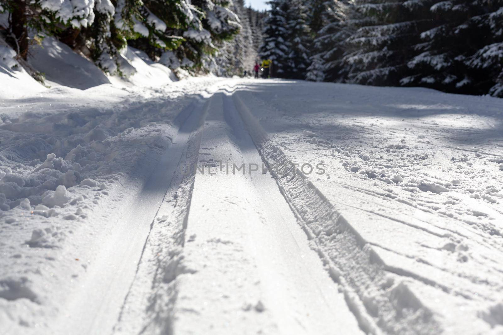 cross-country skiing in the woods in the snow in winter.