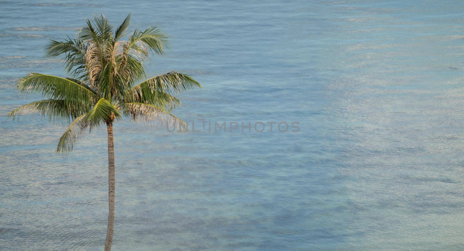 Tropical coconut palm trees over blue ocean and sunlight.
