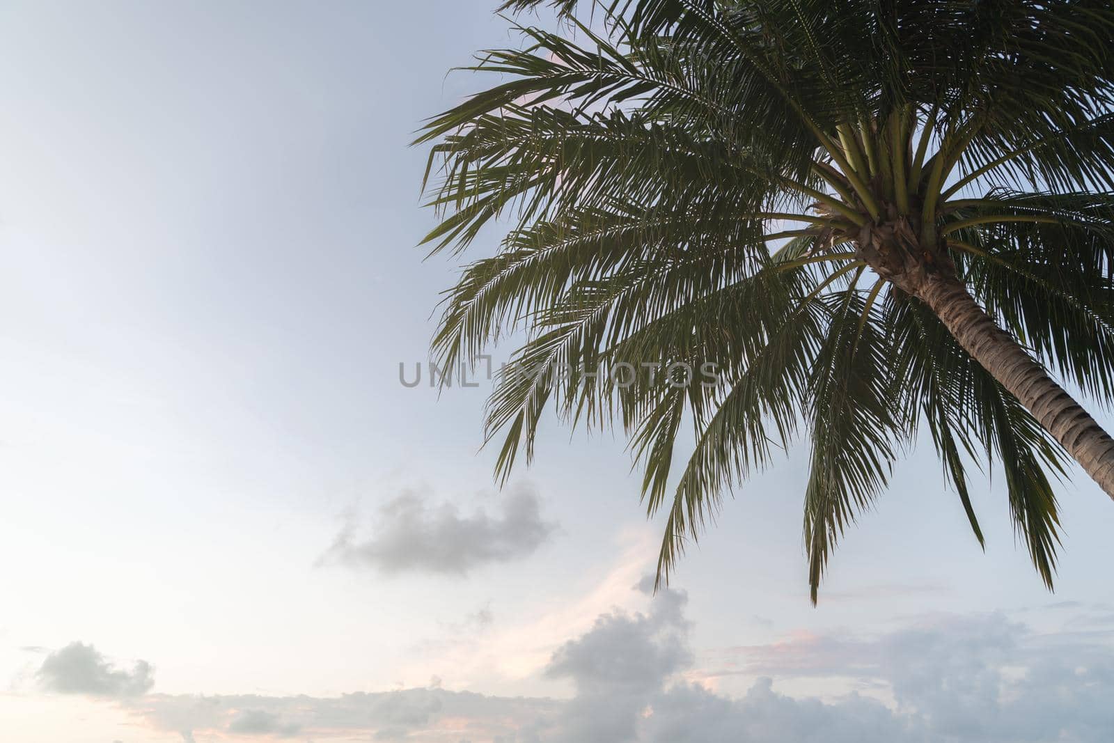 Tropical coconut palm trees againt blue sky and sunlight. by sirawit99