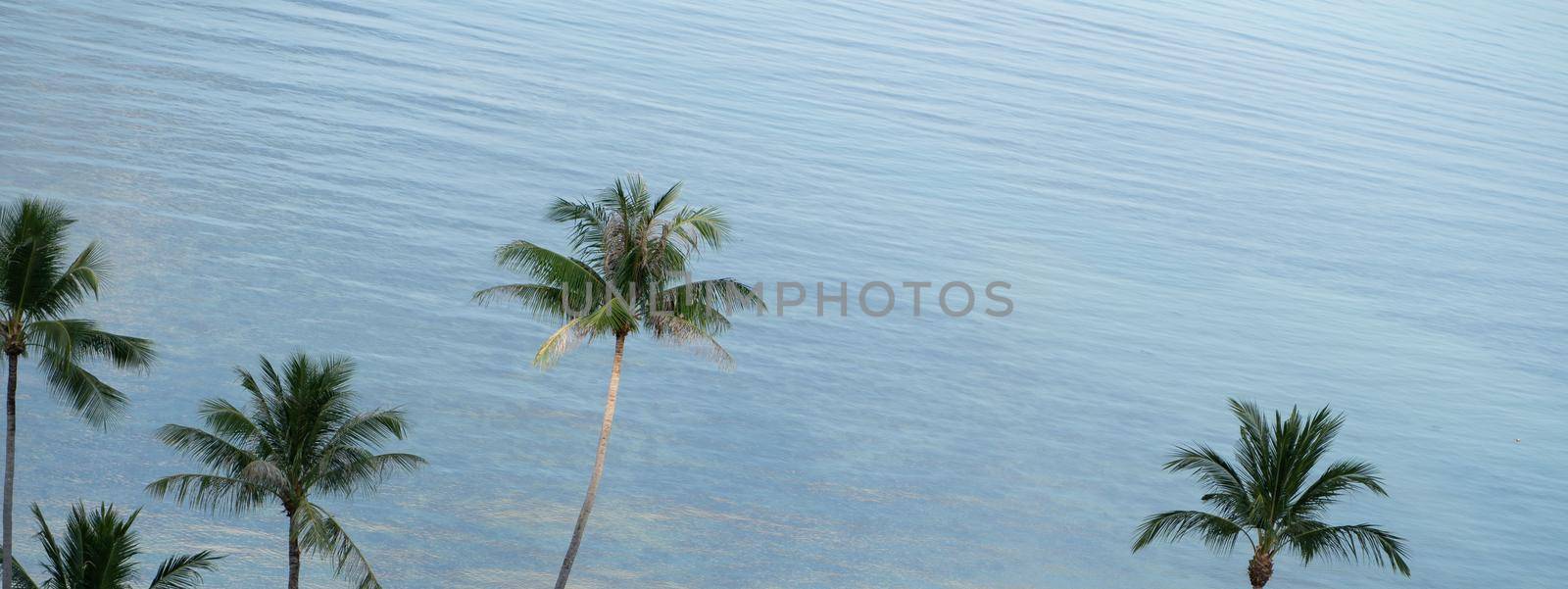 Tropical coconut palm trees over blue ocean and sunlight.