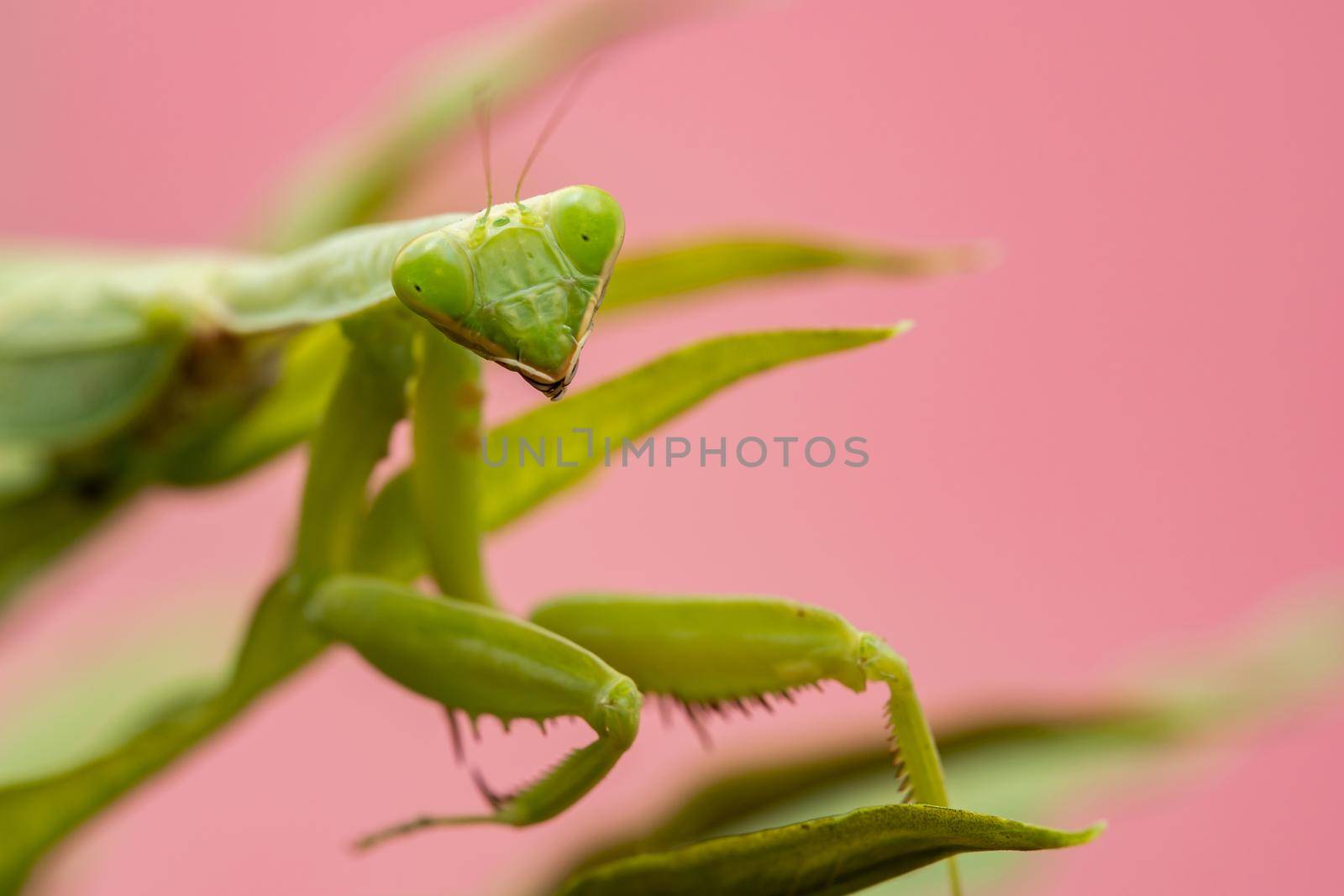 Mantis on the green leaf. African mantis, giant African mantis or bush mantis. by sirawit99