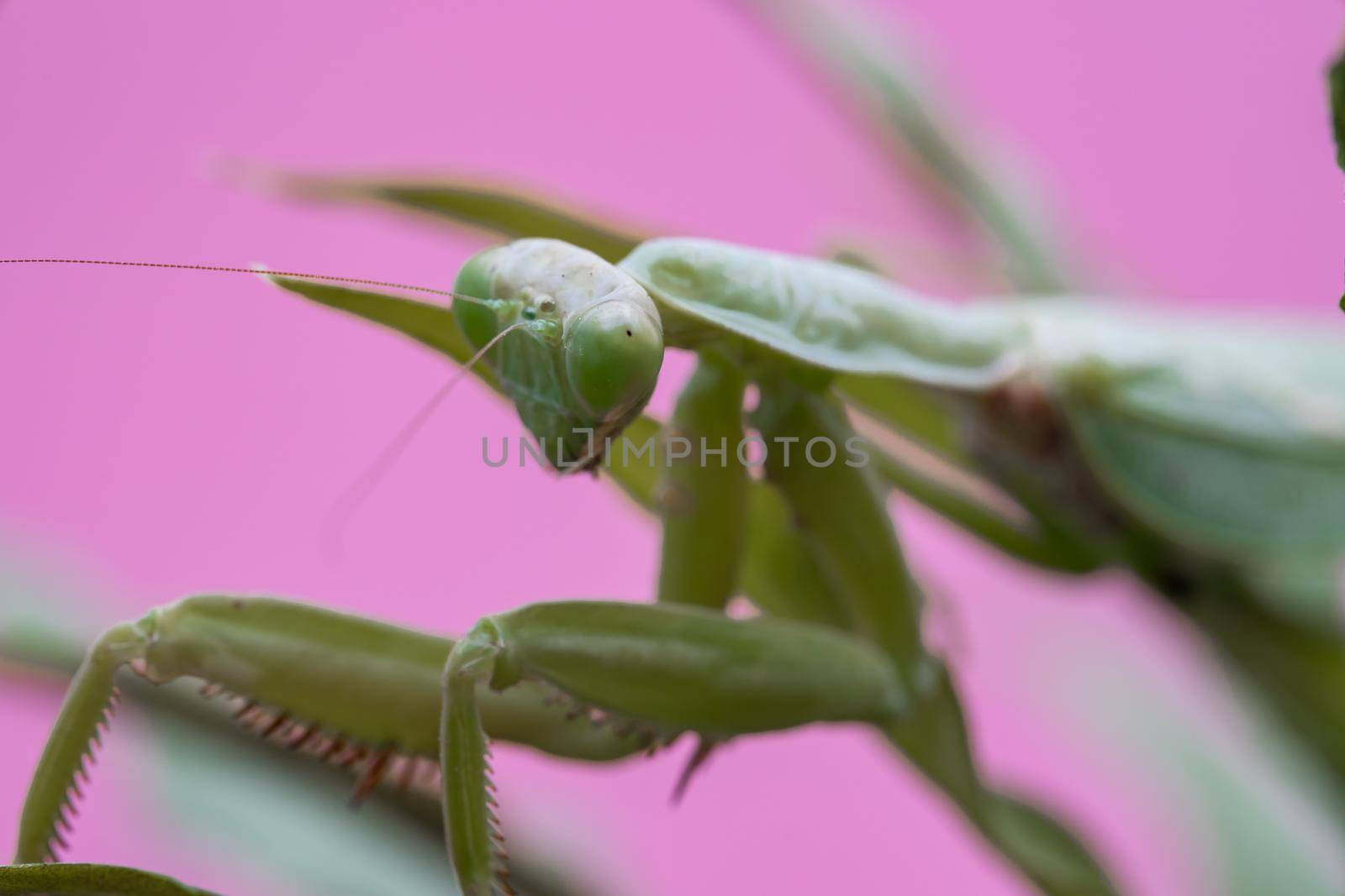 Mantis on the green leaf. African mantis, giant African mantis or bush mantis.