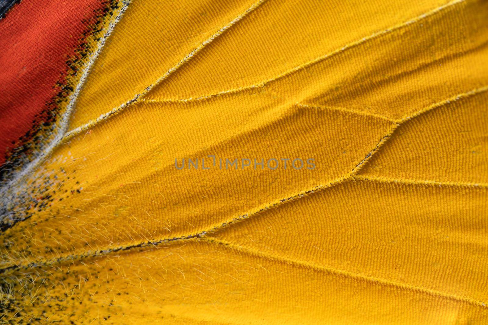 Macro close up of red and yellow butterfly wings in texture background pattern.