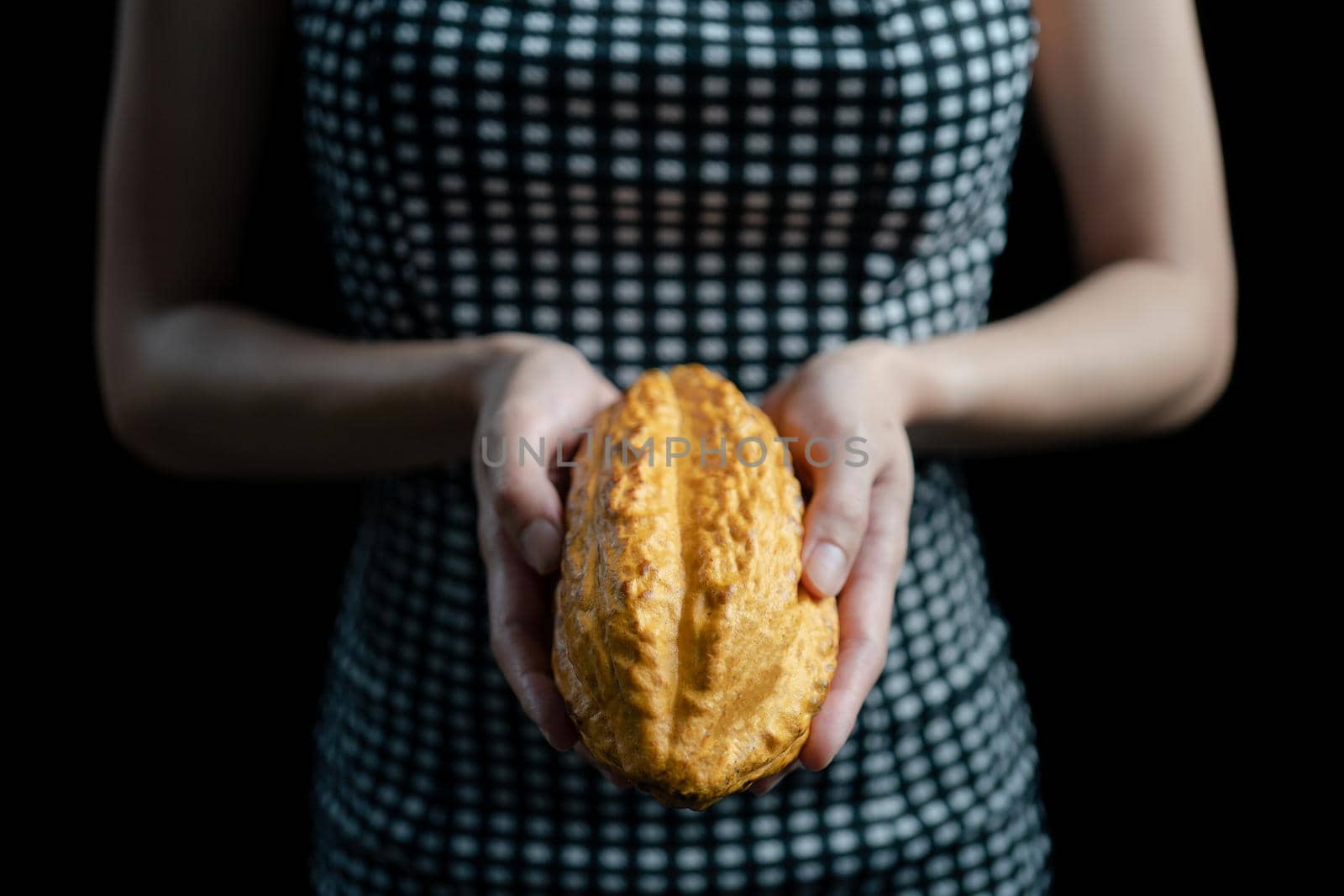 Woman holding raw cocoa pods in hand. Fresh cacao at plantation.