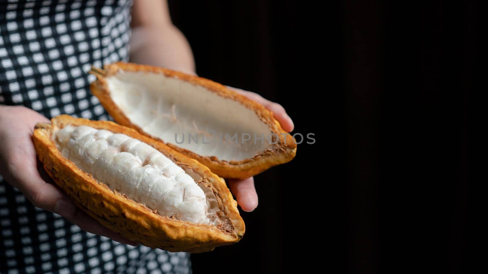 Woman hand holding cutted cocoa pod with beans inside. Fresh cacao at plantation.