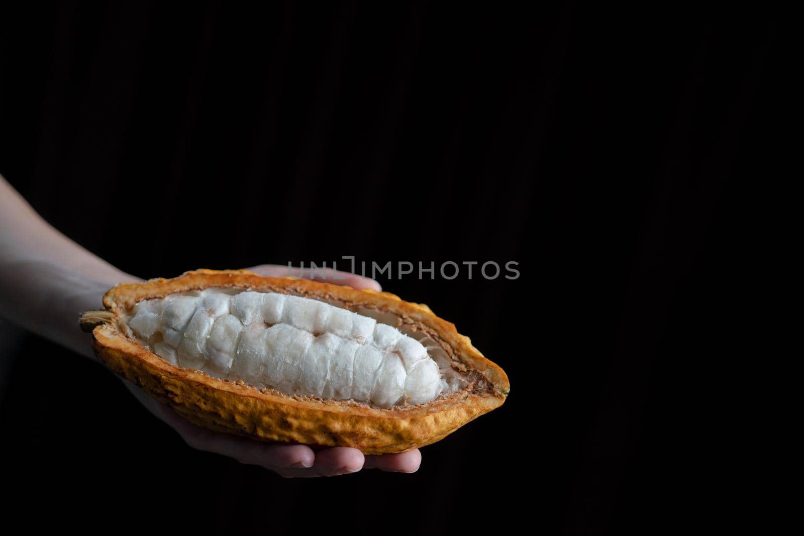 Woman hand holding cutted cocoa pod with beans inside. Fresh cacao at plantation. by sirawit99