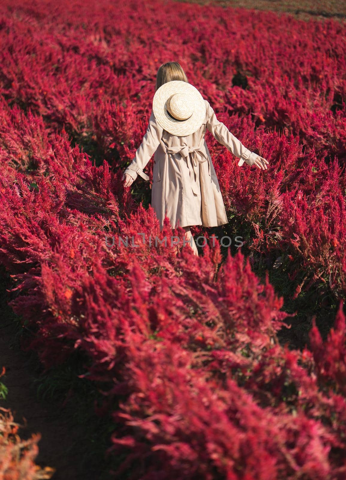 Back side of woman in trench coat and straw hat walking in the red flower field.