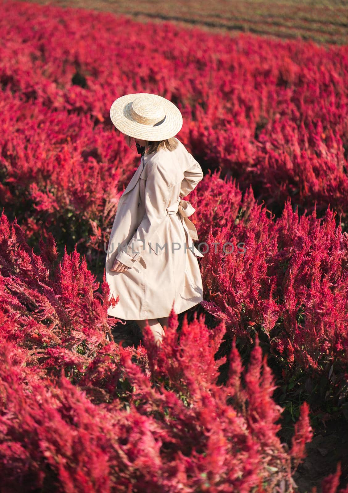 Back side of woman in trench coat and straw hat walking in the red flower field.