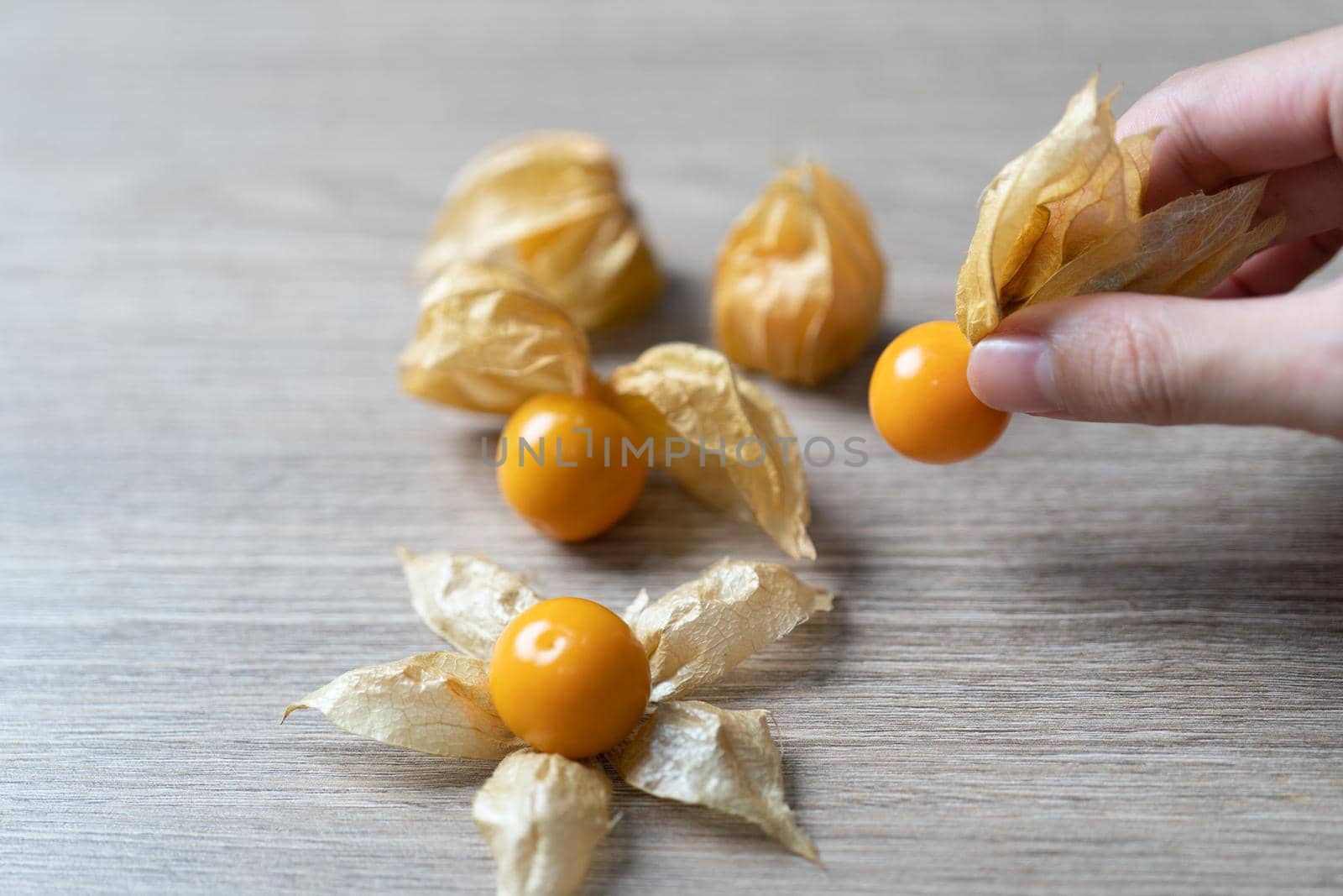 Top view pile of cape gooseberry fruit in the hand. by sirawit99