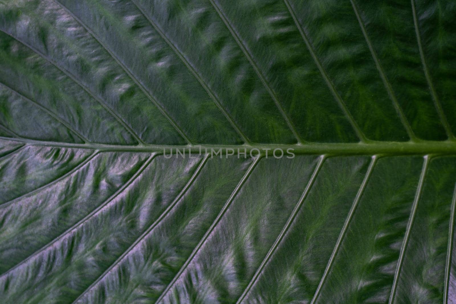 Close up of dark green leaf texture wallpaper. by sirawit99