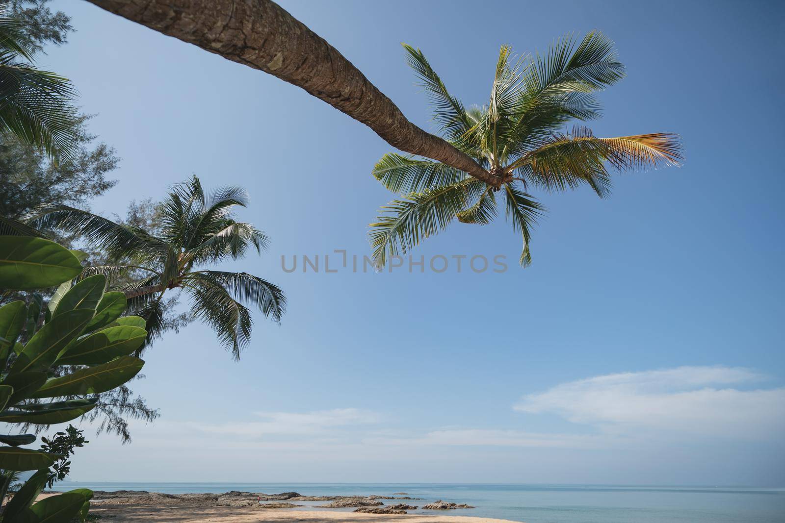 Coconut Palm tree on the sandy beach with blue sky. by sirawit99