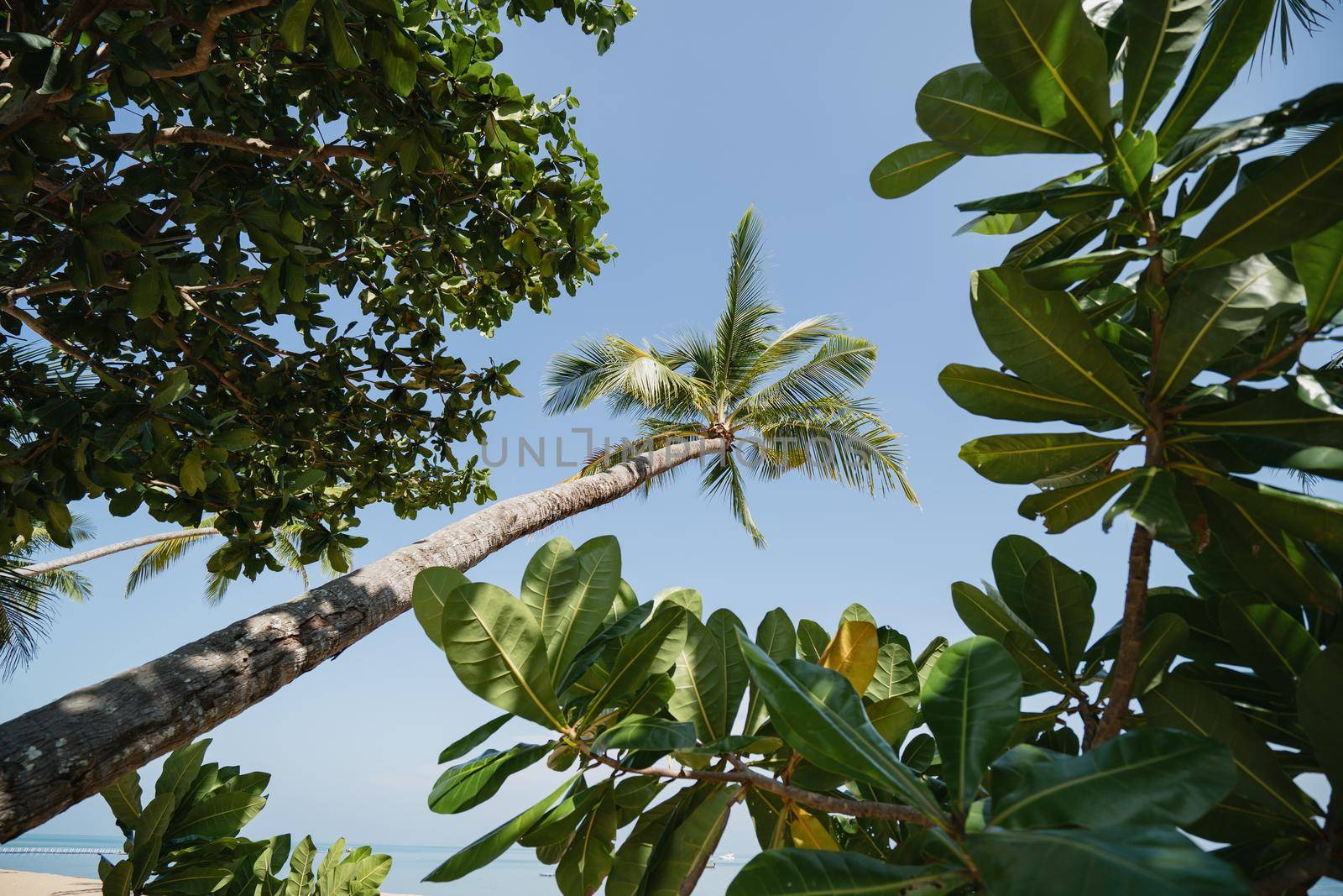 Coconut Palm tree on the sandy beach with blue sky.