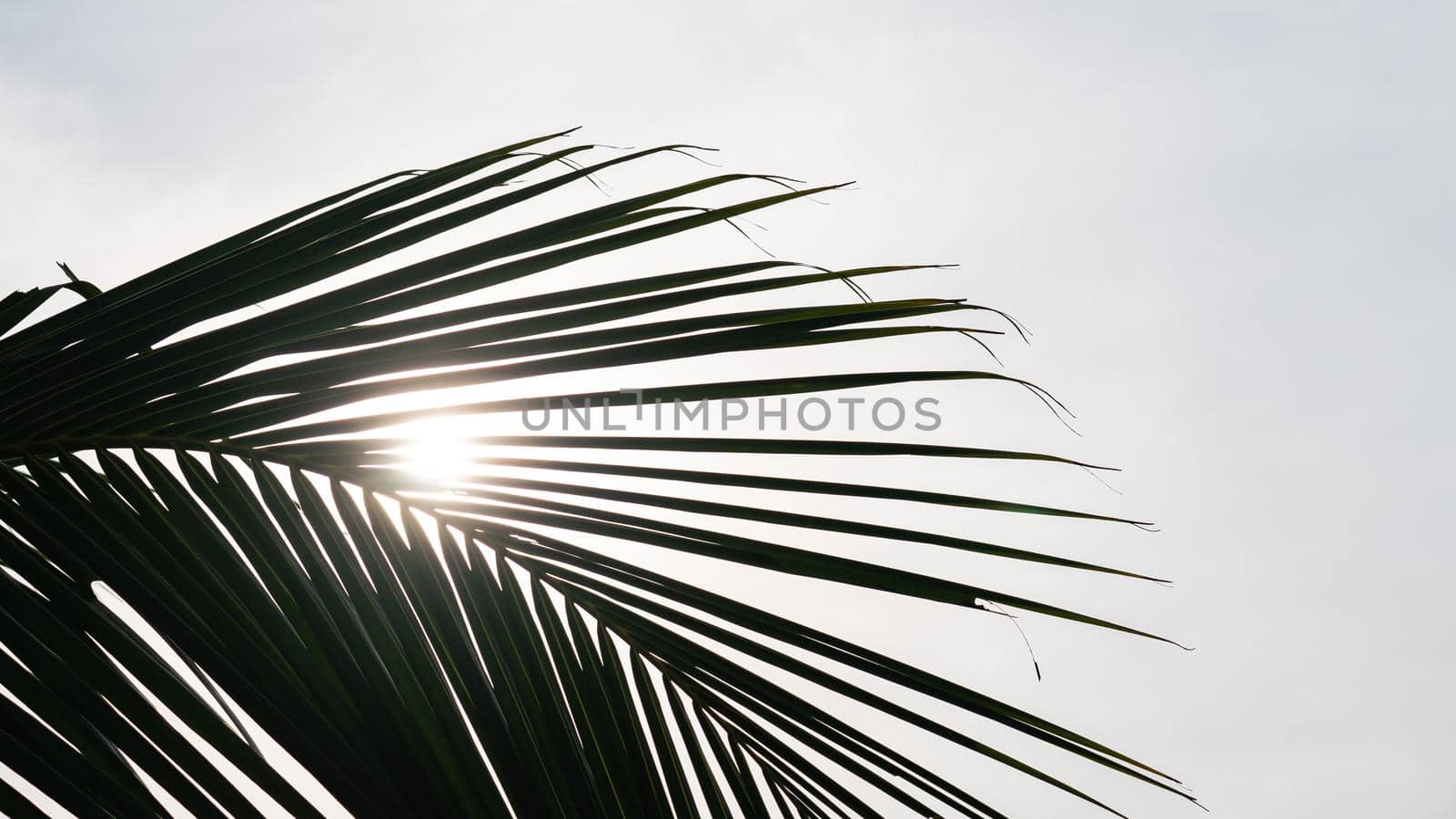 Sun light through palm leaves. Close-up of a green palm leaf.