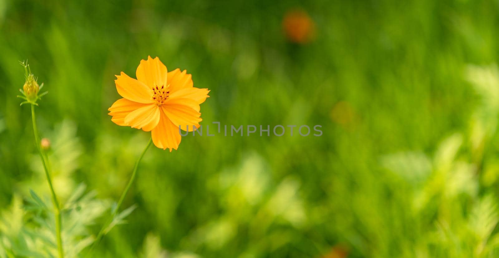 Sulfur Cosmos, Yellow cosmos flower on green leaf background in garden. by sirawit99