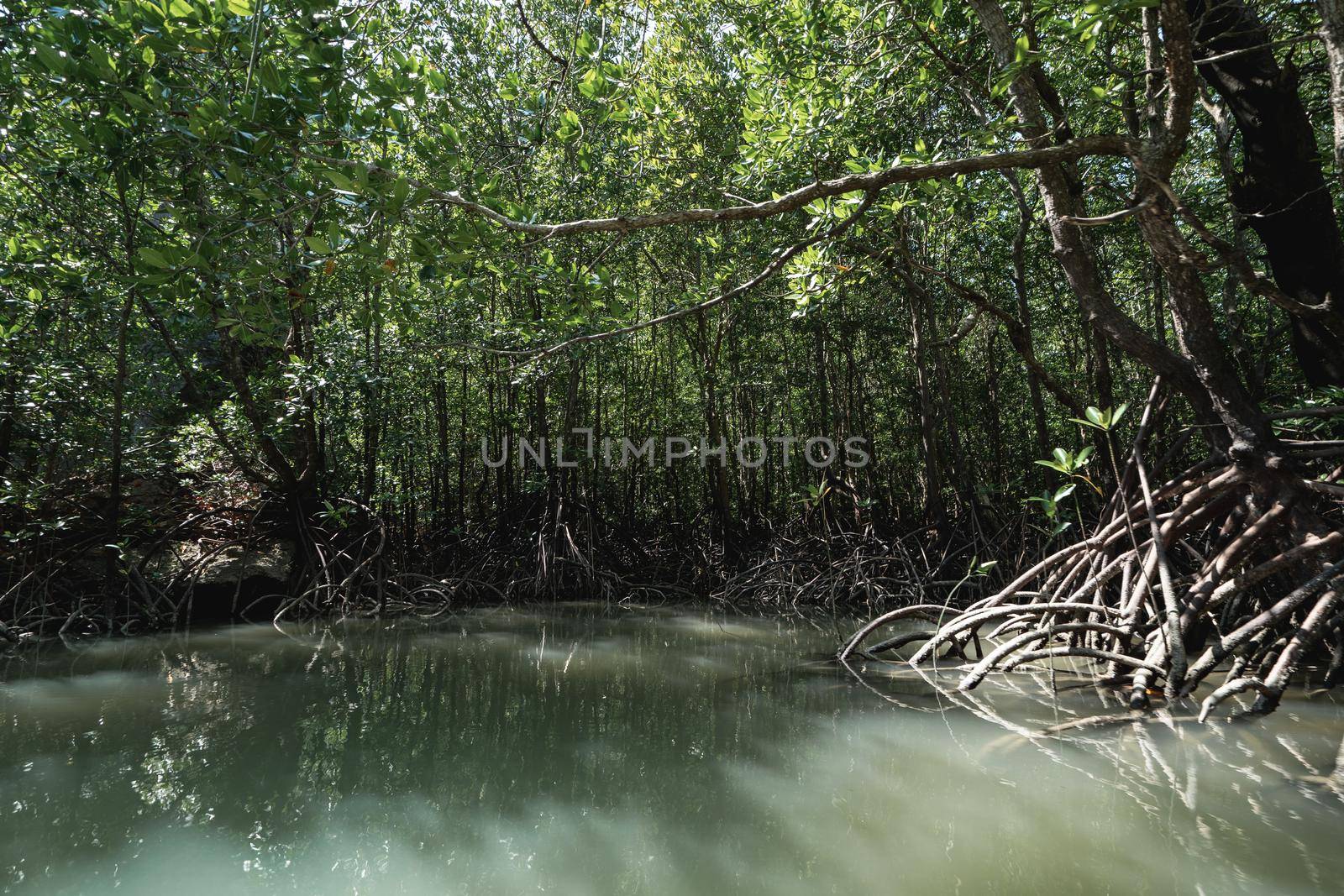 Tham Lod (small grotto cave) mangrove tree jungle swamp in Phang Nga bay, Thailand. by sirawit99