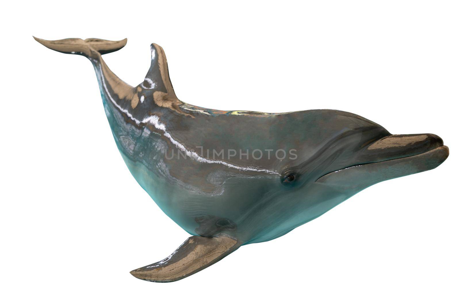 Grey dolphin isolated on white background.