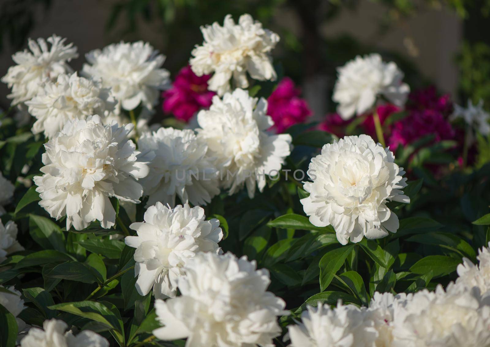 Pink flowers peonies flowering on background pink peonies. Peonies garden.